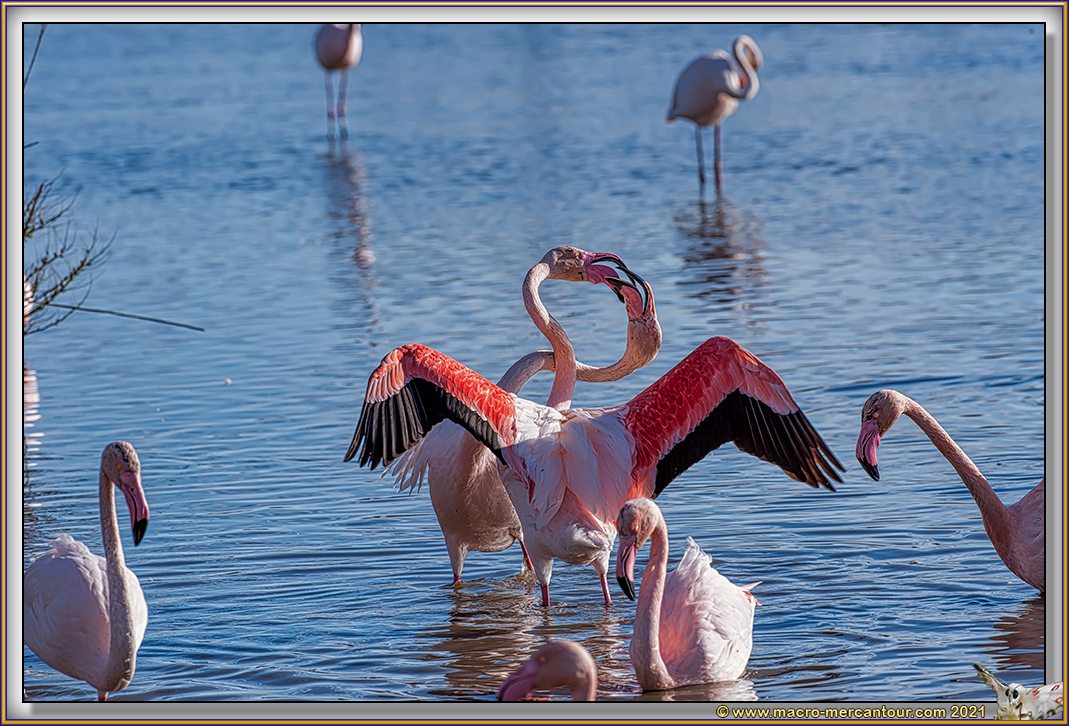 Flamant rose